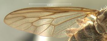 Media type: image;   Entomology 12815 Aspect: wing